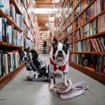 dogs in a libray: bibliography update March 2019
