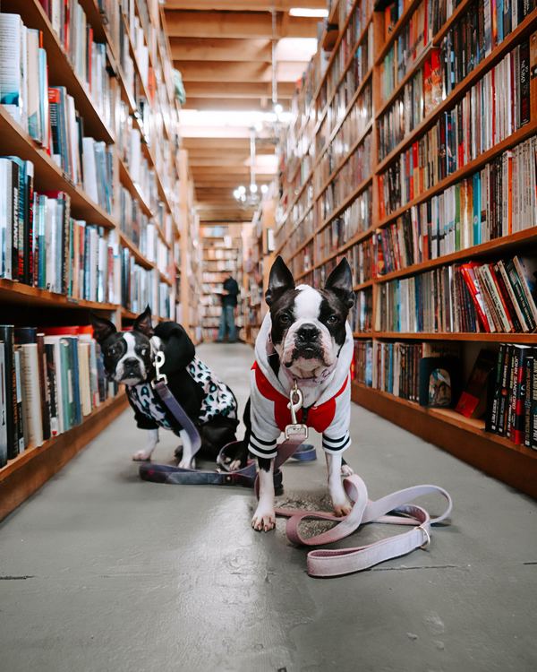 dogs in a libray: bibliography update March 2019